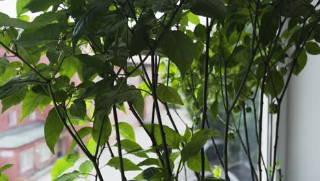 Closeup-of-fully-automated-hydroponic-growing-of-Carolina-Reaper-2