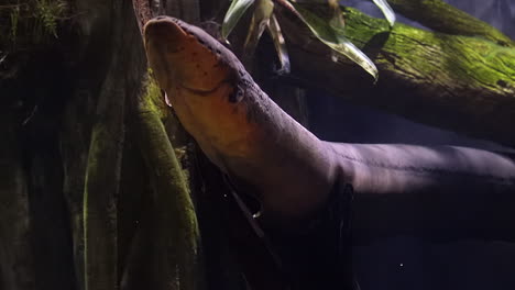 Large-electric-eel-going-to-surface-of-water