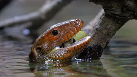 Caiman-Lizard-feeding-ona-snal