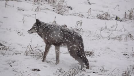 Wolf-Schaut-Während-Eines-Heftigen-Schneesturms-In-Die-Kamera