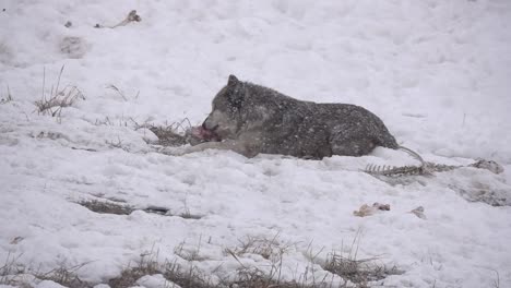 Erwachsener-Wolf,-Der-Fleisch-In-Einem-Schneesturm-Isst