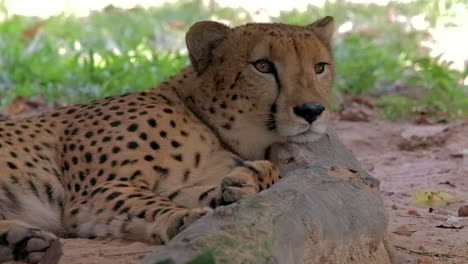A-cheetah-resting-with-its-head-on--log