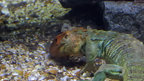 Caiman-Lizard-swimming-under-water