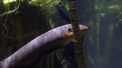 Electric-eel-moving-in-the-water
