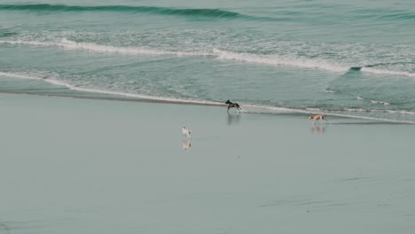 Drei-Hunde-Laufen-Und-Haben-Spaß-Am-Strand-Vor-Dem-Wasser-In-Zeitlupe