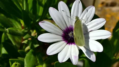 Draufsicht-Auf-Einen-Schönen-Schmetterling,-Der-Sich-Trotz-Des-Windes-An-Einer-Blume-Festhält