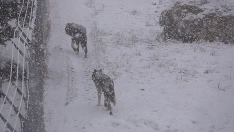 Two-Tundra-Wolves-walking-near-a-fence-in-a-snow-storm