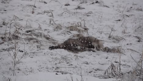 Timber-Wolf-rolling-around-and-playing-in-a-snowstorm