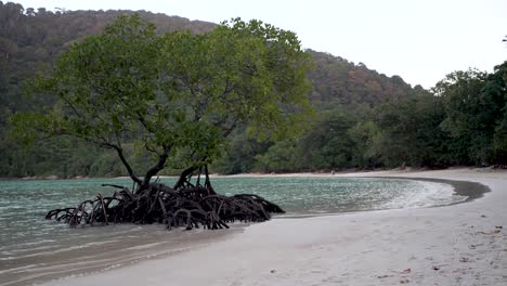 Mangrove-is-outstanding-on-the-beach,-Surin-islands,-Thailand