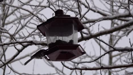 Bird-eating-from-a-bird-feeder-during-winter