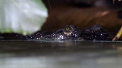 Close-up-of-Indian-Gharial-eyes