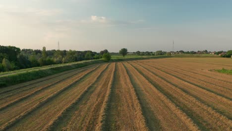 4K-Aerial-:-Slow-Cinematic-overview-on-a-symetric-field-of-alfalfa-in-sunset