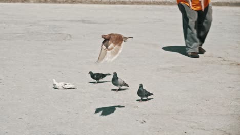 A-pigeon-flies-away-in-slow-motion-and-a-man-passing-by-in-the-background