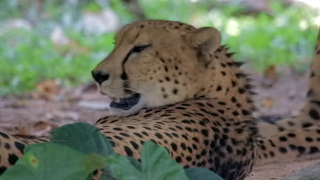 Cheetah-panting-heavily-after-a-long-chase