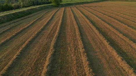4K-Aerial-:-Fast-Cinematic-overview-on-a-symetric-field-of-alfalfa-in-sunset