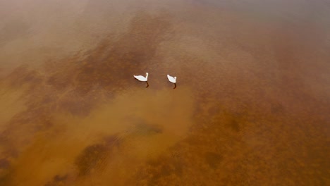 Aerial-view-of-Swans-swimming-in-the-lake-during-sunny-spring-day