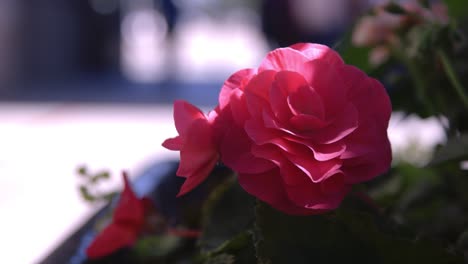 Red-Rose-in-the-Sun-with-busy-street-out-of-focus-in-background