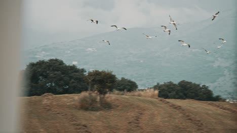 Seagulls-flying-in-slow-motion-2