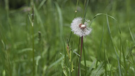 Footage-of-a-dandelion-standing-alone-in-some-beautiful-green-grass