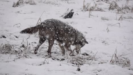 Alaska-Tundra-Wolf-Jagt-Während-Eines-Schneesturms