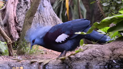 Crowned-pigeon-feeding-on-ground