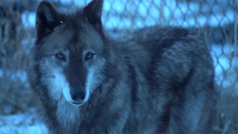 A-Timber-wolf,-during-the-evening,-looking-into-the-camera-near-a-fence