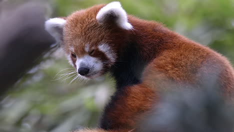 Lindo-Panda-Rojo-Mirando-Aturdido