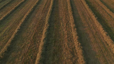 4K-Aerial-:-Low-Flight-backwards-above-an-alfalfa-field-in-sunset