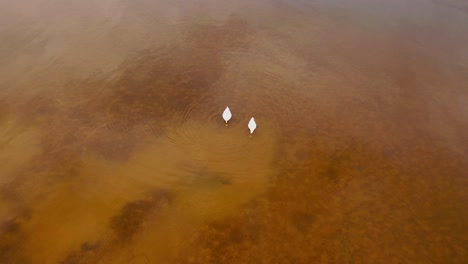 Vista-Aérea-De-Cisnes-Nadando-En-El-Lago-Durante-El-Soleado-Día-De-Primavera-1