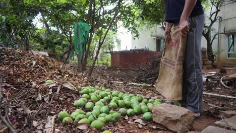 Traditionelle-Indische-Mango-Erntemethode-1