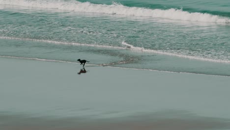 Ein-Hund,-Der-Vor-Einer-Welle-Davonläuft-Und-Sich-In-Zeitlupe-Am-Strand-Vor-Dem-Wasser-Amüsiert