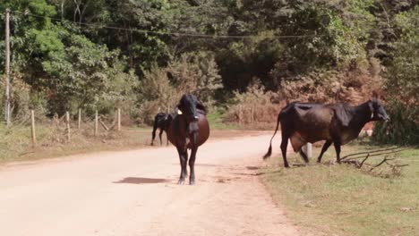 Vacas-Comiendo-Tranquilamente-En-Los-Campos-En-Una-Tarde-Soleada-En-Brasil,-América-Del-Sur-6