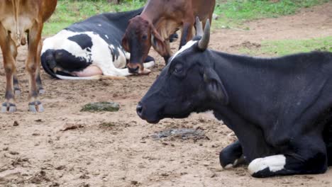 Kühe-Fressen-Friedlich-Auf-Den-Feldern-An-Einem-Sonnigen-Nachmittag-In-Brasilien,-Südamerika-3