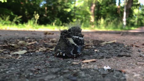 Lonely-baby-bird-chick-who-just-fell-of-its-nest-2