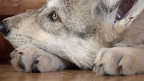 Cachorro-De-Lobo-Gris-Cansado-Tratando-De-Dormir-Dentro