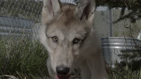 Baby-gray-wolf-in-wolf-sanctuary-coming-to-say-hello