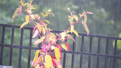 Plant-blowing-in-wind-during-storm