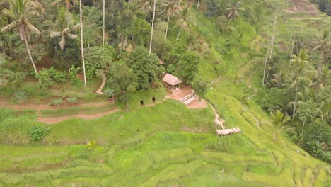Toma-Aérea-Cinematográfica-Suave-De-Drones-De-Las-Icónicas-Terrazas-De-Arroz-De-Ubud-En-Bali-Con-Vibrantes-Patrones-Verdes-De-Cultivos-En-Un-Día-Nublado