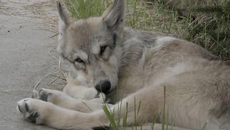 Gray-wolf-pup-trying-to-sleep-outside