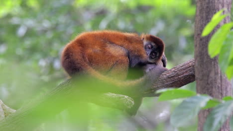 Monkey-sleeping-on-tree-branch