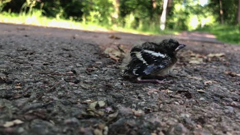 Lonely-baby-bird-chick-who-just-fell-of-its-nest-4