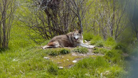 Wolf,-Der-Sich-Im-Sommer-Auf-Einem-Kleinen-Hügel-Entspannt