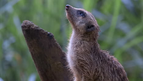Single-meerkat-doing-sentry-close-up