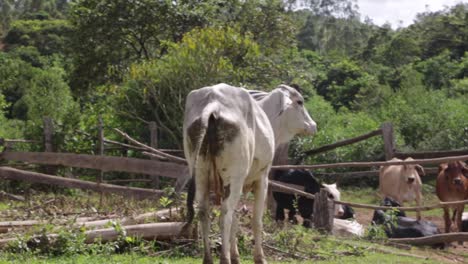Kühe-Fressen-Friedlich-Auf-Den-Feldern-An-Einem-Sonnigen-Nachmittag-In-Brasilien,-Südamerika-7