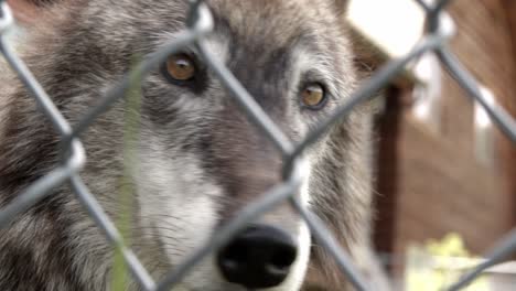 Ein-Neugieriger-Tundrawolf,-Der-Den-Kameramann-Durch-Den-Zaun-Betrachtet