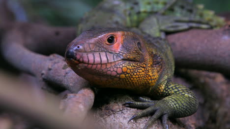 Caiman-lizard-stickying-its-tongue