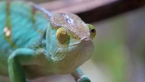 Parson-Chameleon-rotating-its-eyes