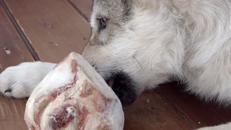 Gray-wolf-pup-getting-a-new-bone