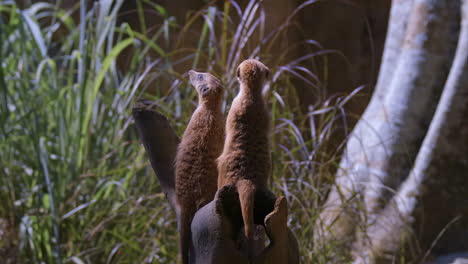 Pair-of-meerkat-doing-sentry-duty