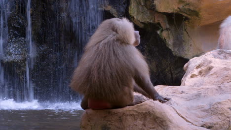 Single-baboon-resting-near-waterfall